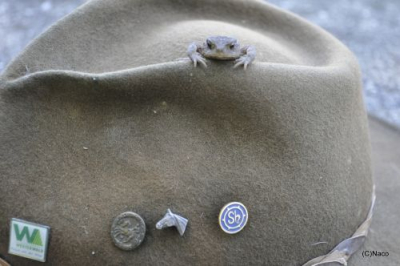 frosch auf hut