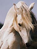 kamour